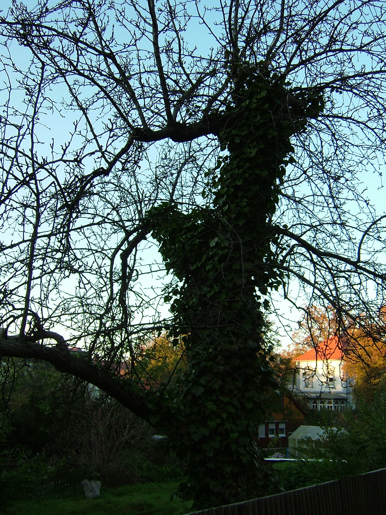 DSCF1389
